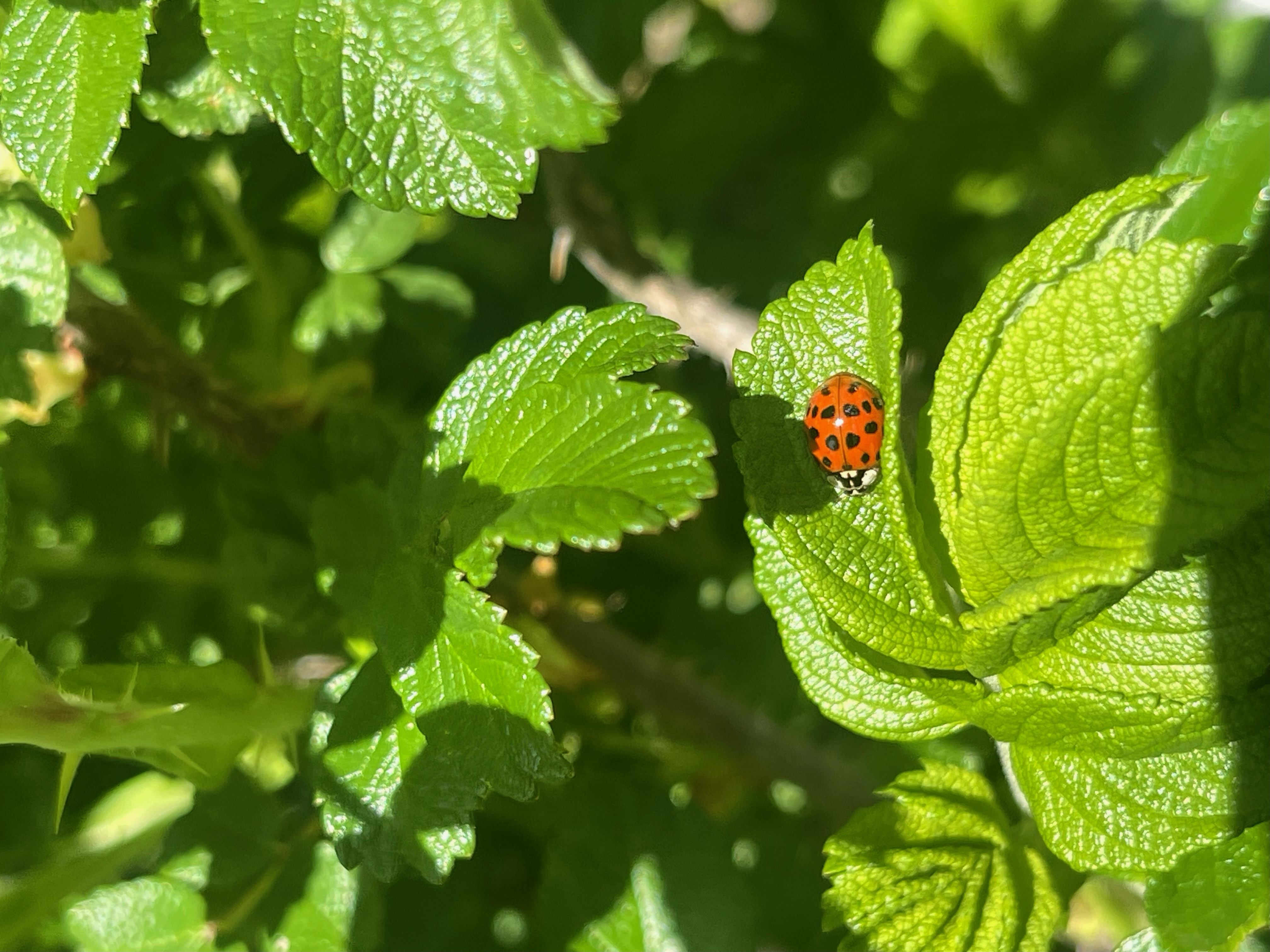 Ladybug on a leaf